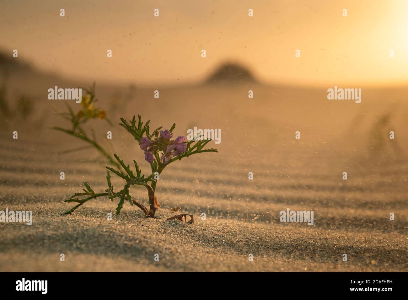Flowers of Baltic sea rocket (Cakile baltica) in their natural environment at dawn, a strong wind is blowing, grains of sand are blown up into the cam Stock Photo