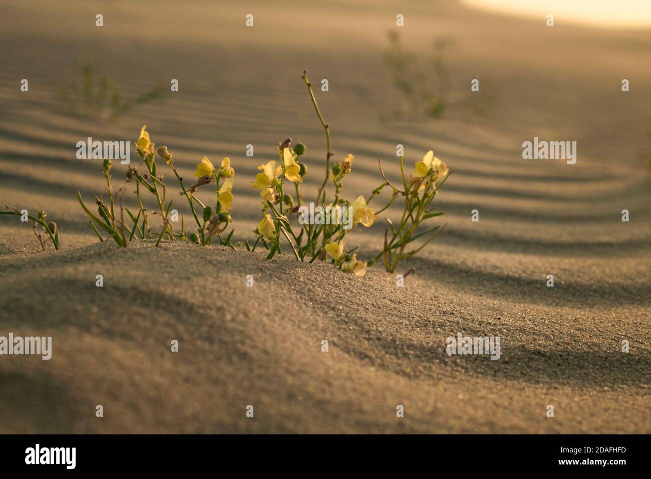 A group of blooming Gallwort (Linaria loeselii) in its natural environment at dawn, Curonian Spit, Kaliningrad region, Russia Stock Photo