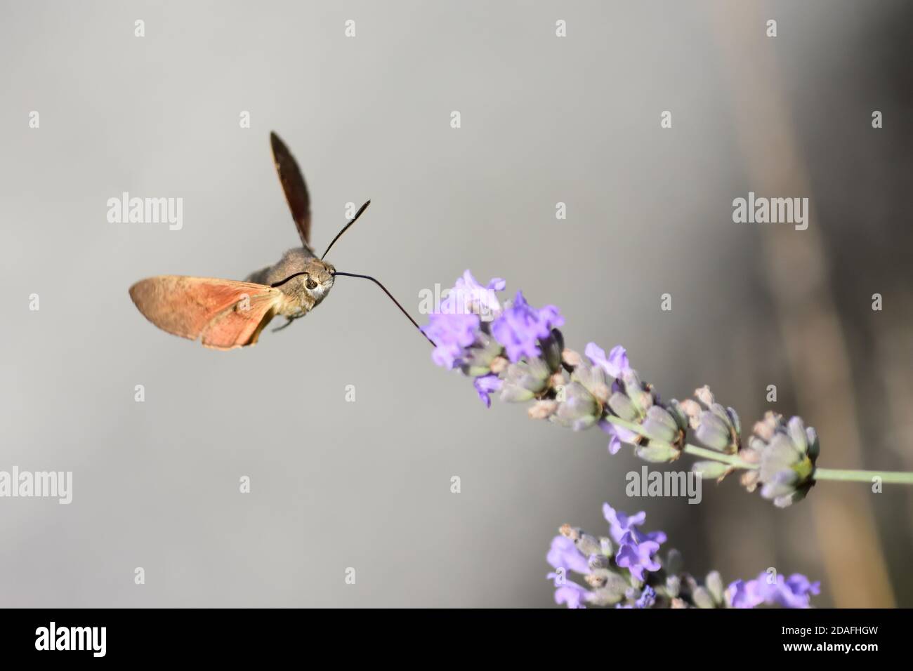 Macro photograph of an isolated specimen of a Hummingbird hawk-moth (Macroglossum stellatarum), of the Sphingidae family, a moth that feeds by flying Stock Photo