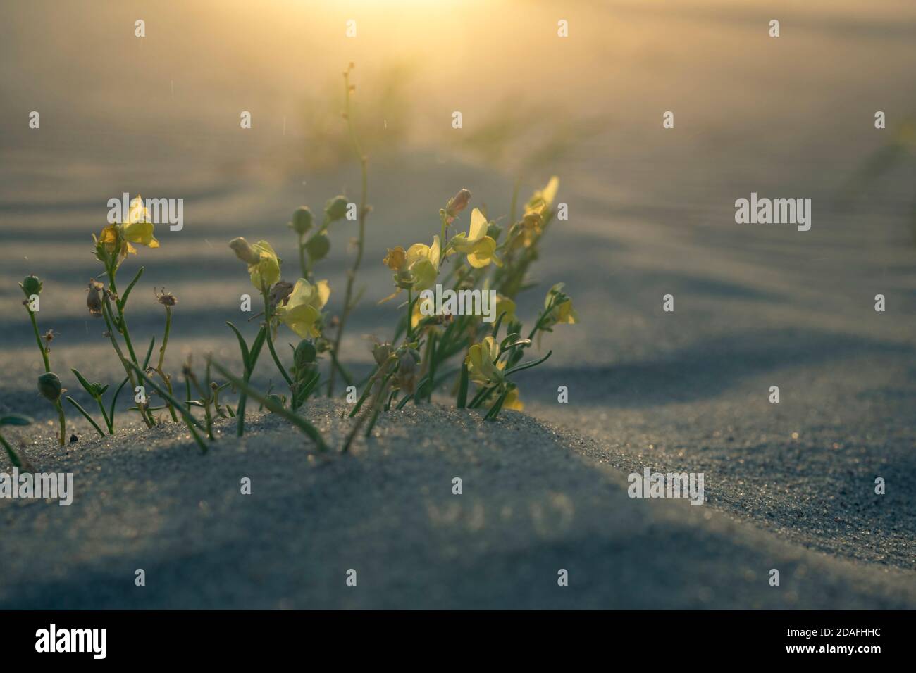 A group of blooming Gallwort (Linaria loeselii) in its natural environment at dawn with a sand spirit hiding in a dune, grains of sand are blown up in Stock Photo