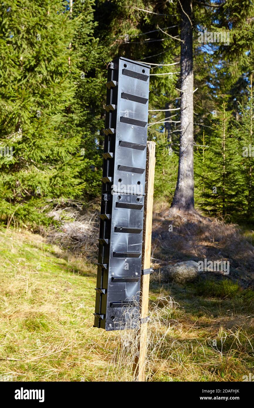 Bark beetle pheromone trap in a mountain forest, selective focus. Stock Photo