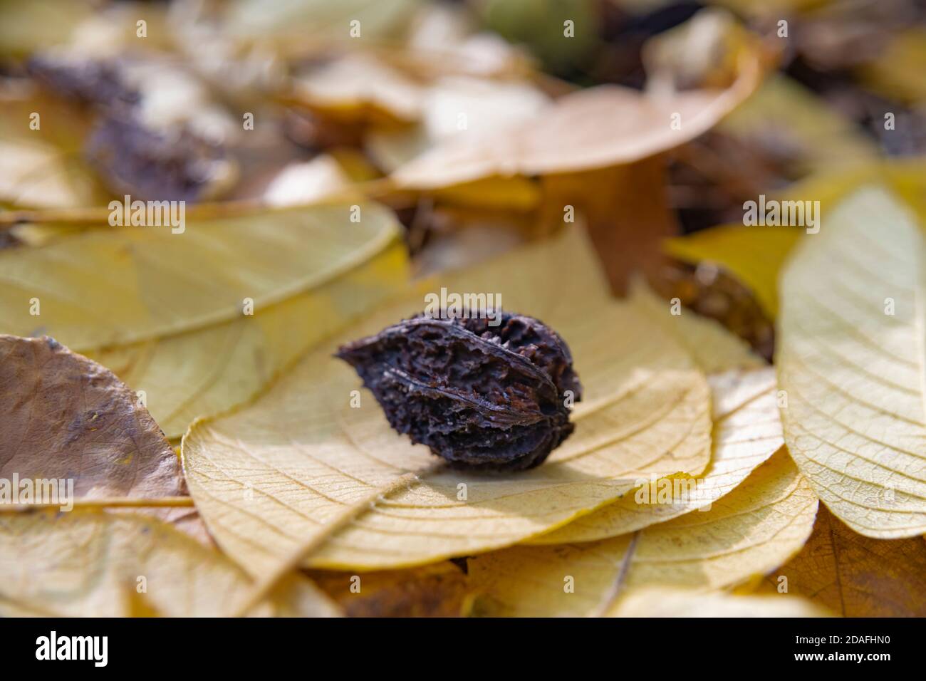A ripe butternut (white walnut (Júglans cinérea lat.)) is lying on the fallen butternut leaves, Moscow, Russia Stock Photo