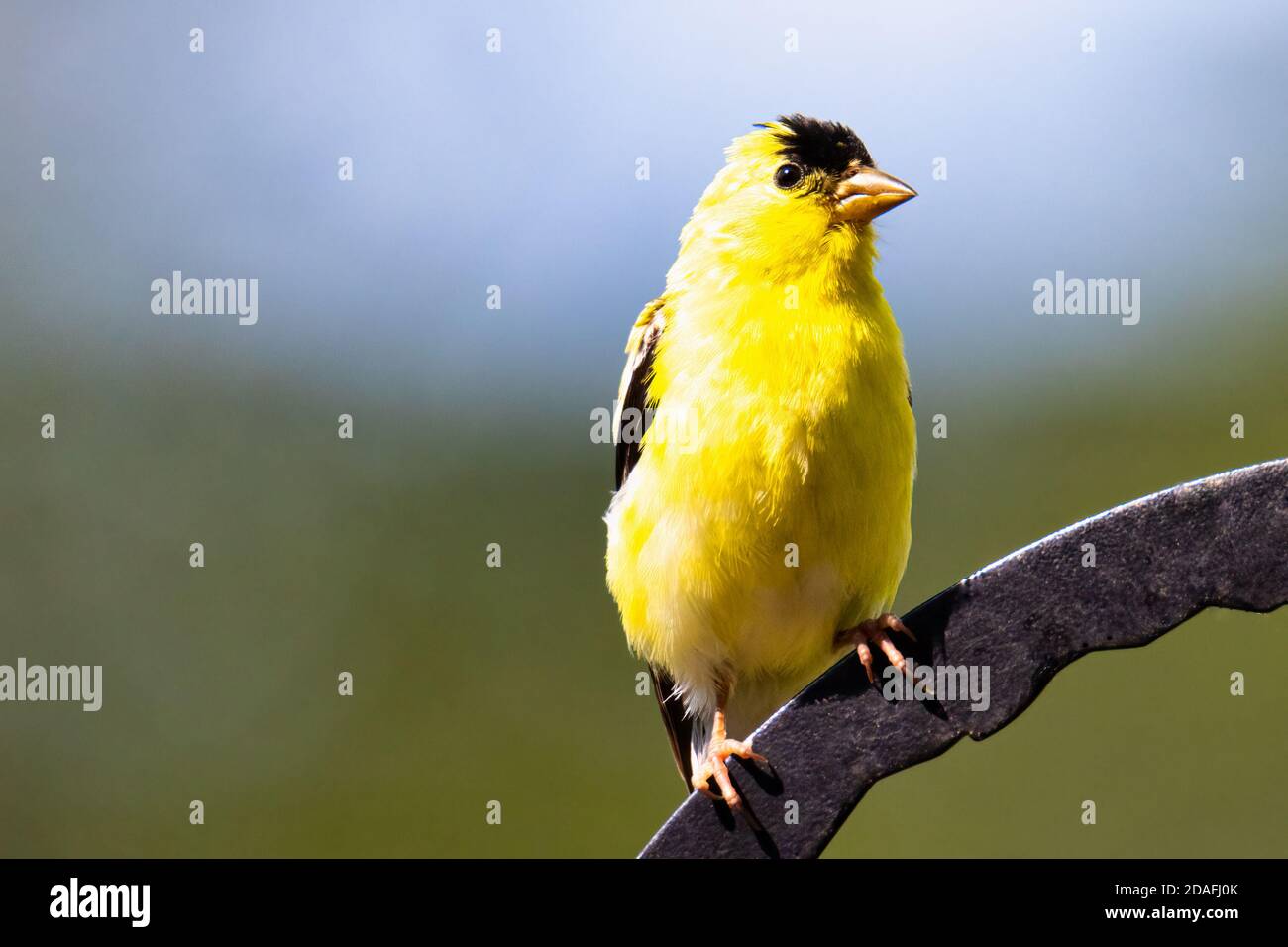 Portrait of an American Goldfinch Perched on a Pole Stock Photo