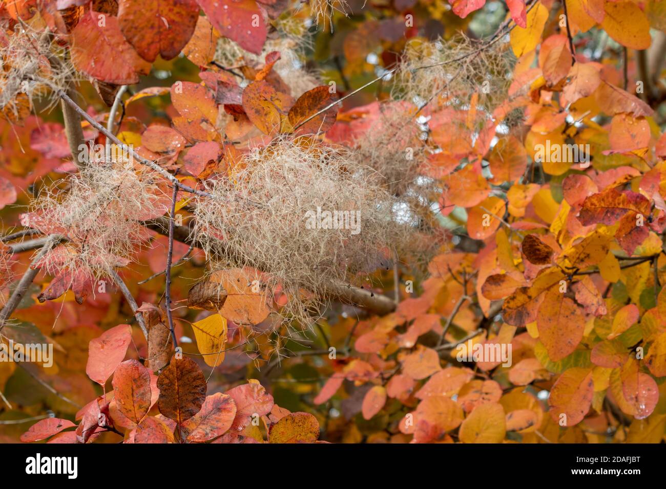 Smoke tree (Cotinus Coggygria) leaves turning orange red-blood in autumn Stock Photo