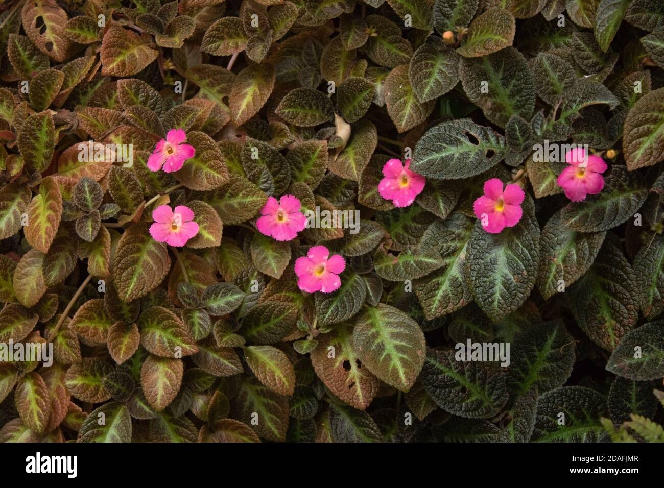 episcia plant with flowers in vertical garden Stock Photo