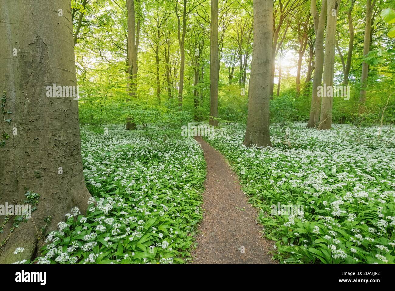 A beech tree forest, Jutland, Denmark comes to life with wild ramson ...
