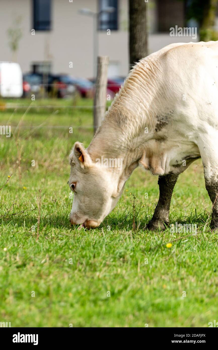 Vache Charolaise Stock Photo Alamy Vache Charolaise Stock Photo Alamy