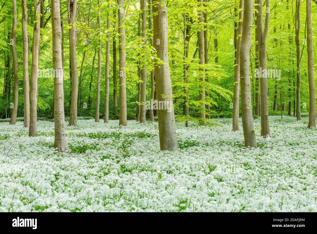 A beech tree forest, Jutland, Denmark comes to life with wild ramson ...