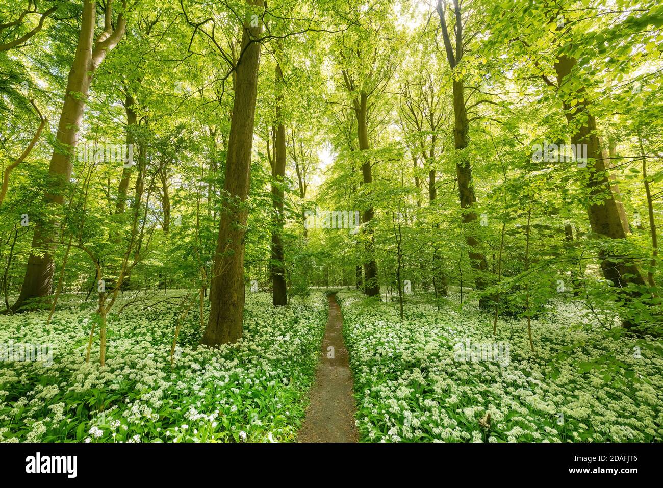 A beech tree forest, Jutland, Denmark comes to life with wild ramson