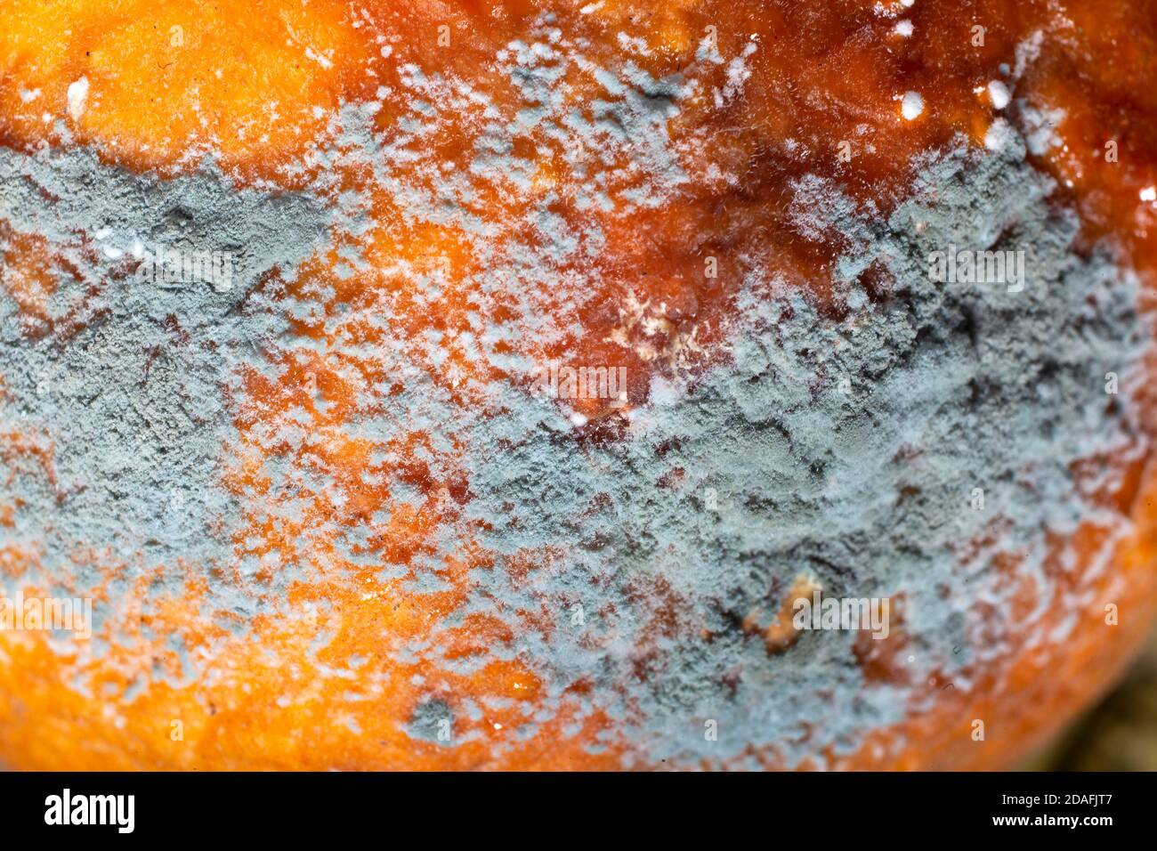 Very Close  Macro Photo of  grey Mould Spots on Orange Skin Stock Photo