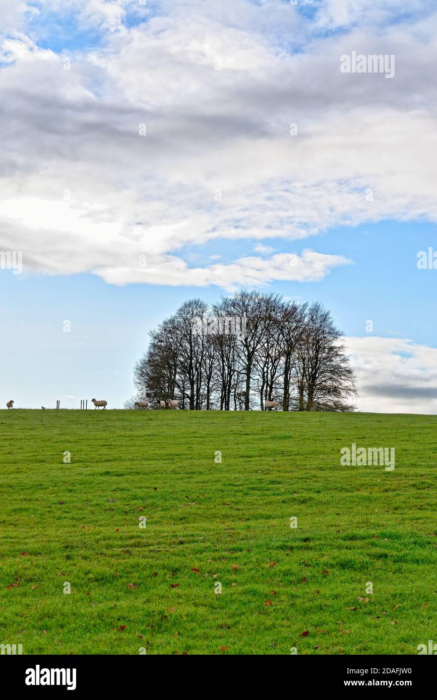 Small group of trees, or copse of deciduous trees on the top of a hill ...