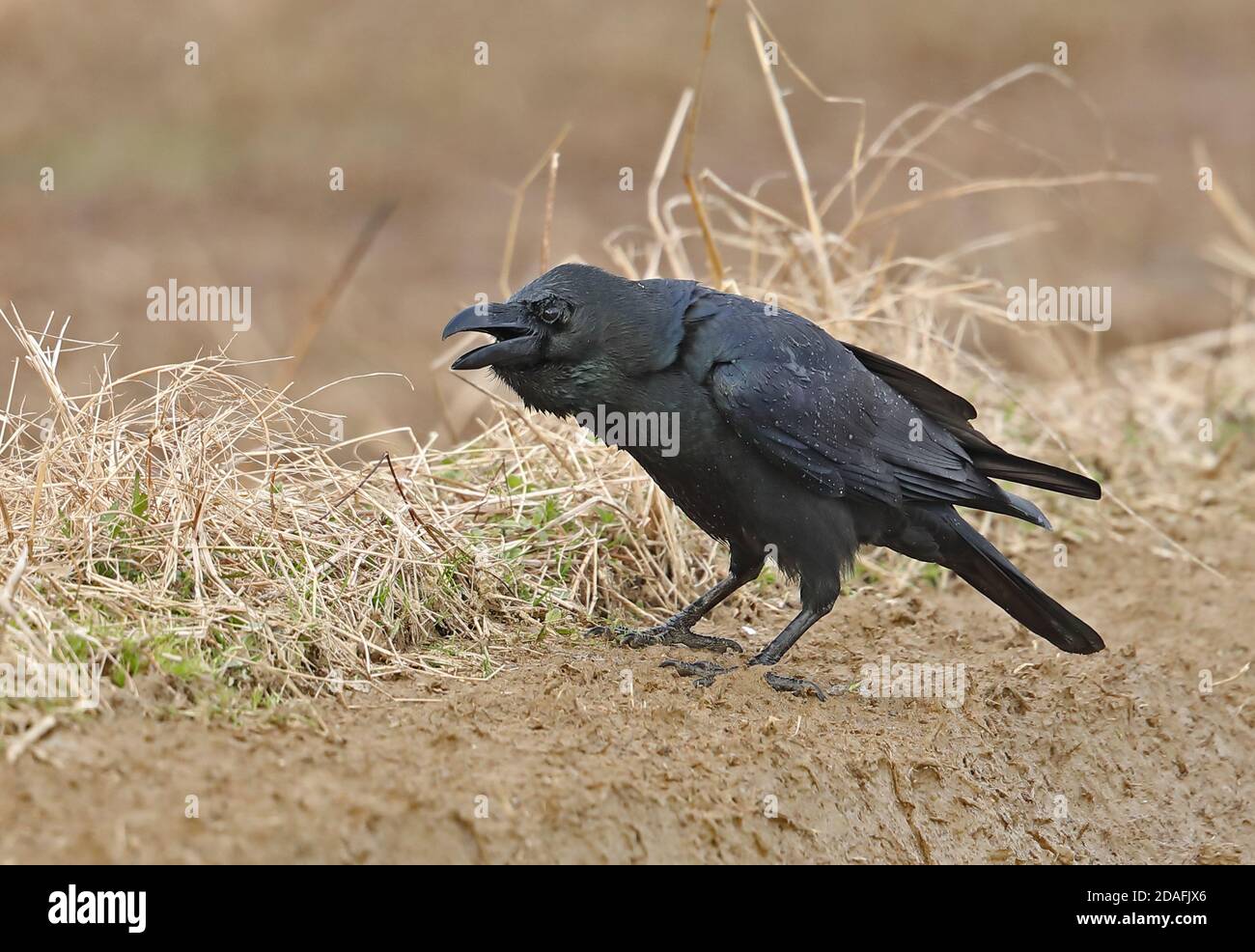 Large-billed Crow (Corvus macrorhynchos japonensis) adult wet after ...