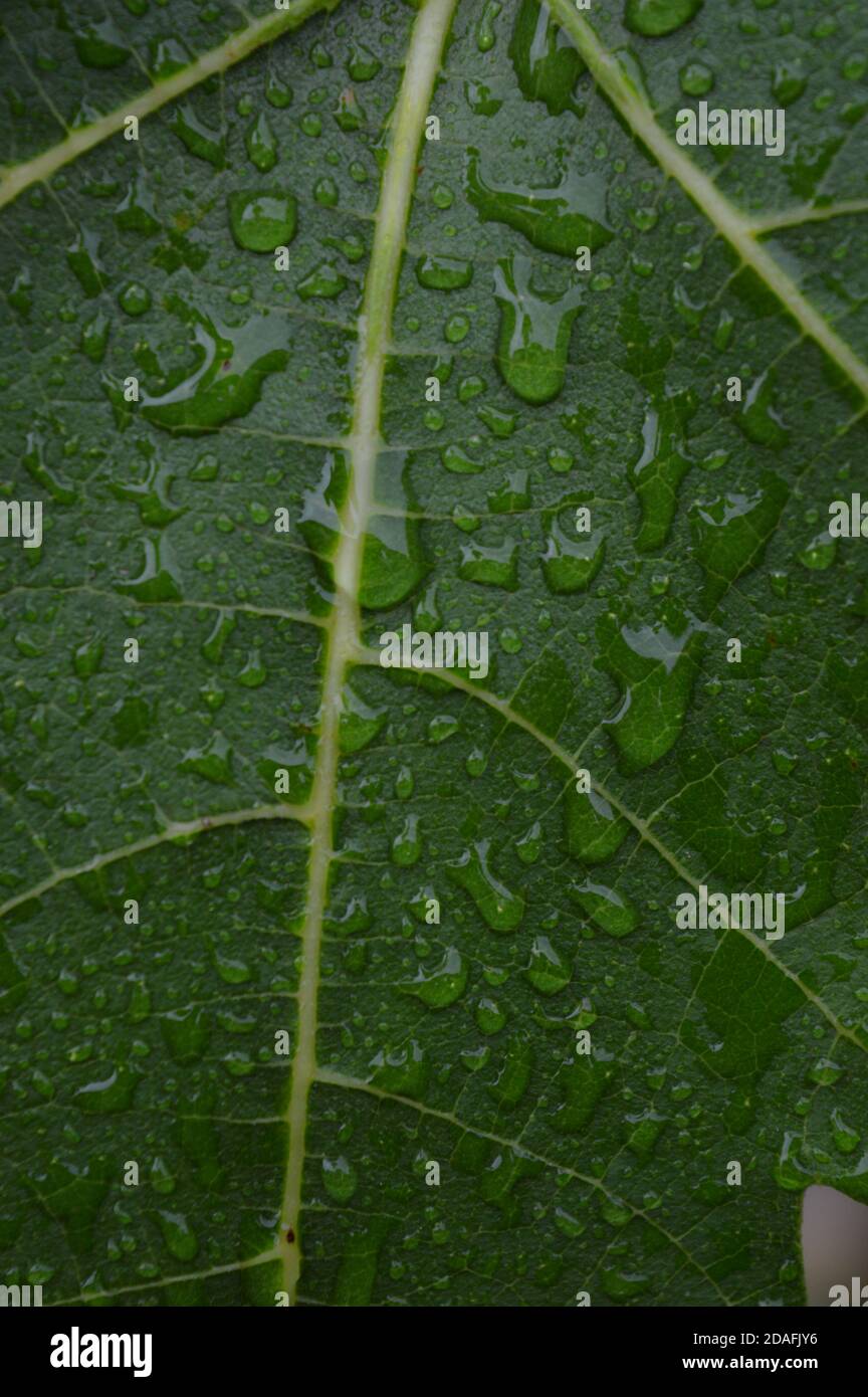 Fig Tree Leaves in the rain Stock Photo
