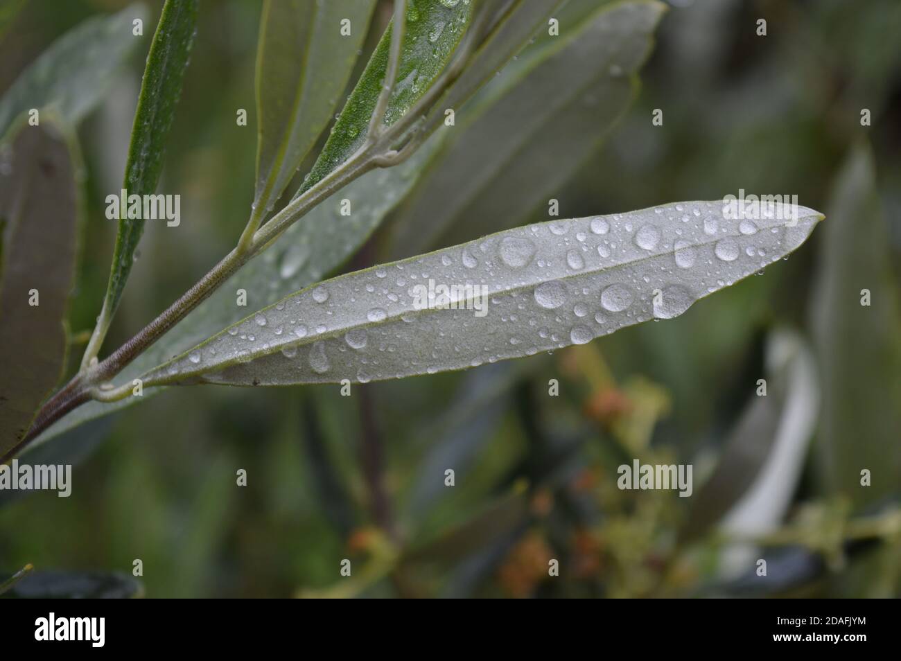 Olive Leaves  in the rain Stock Photo