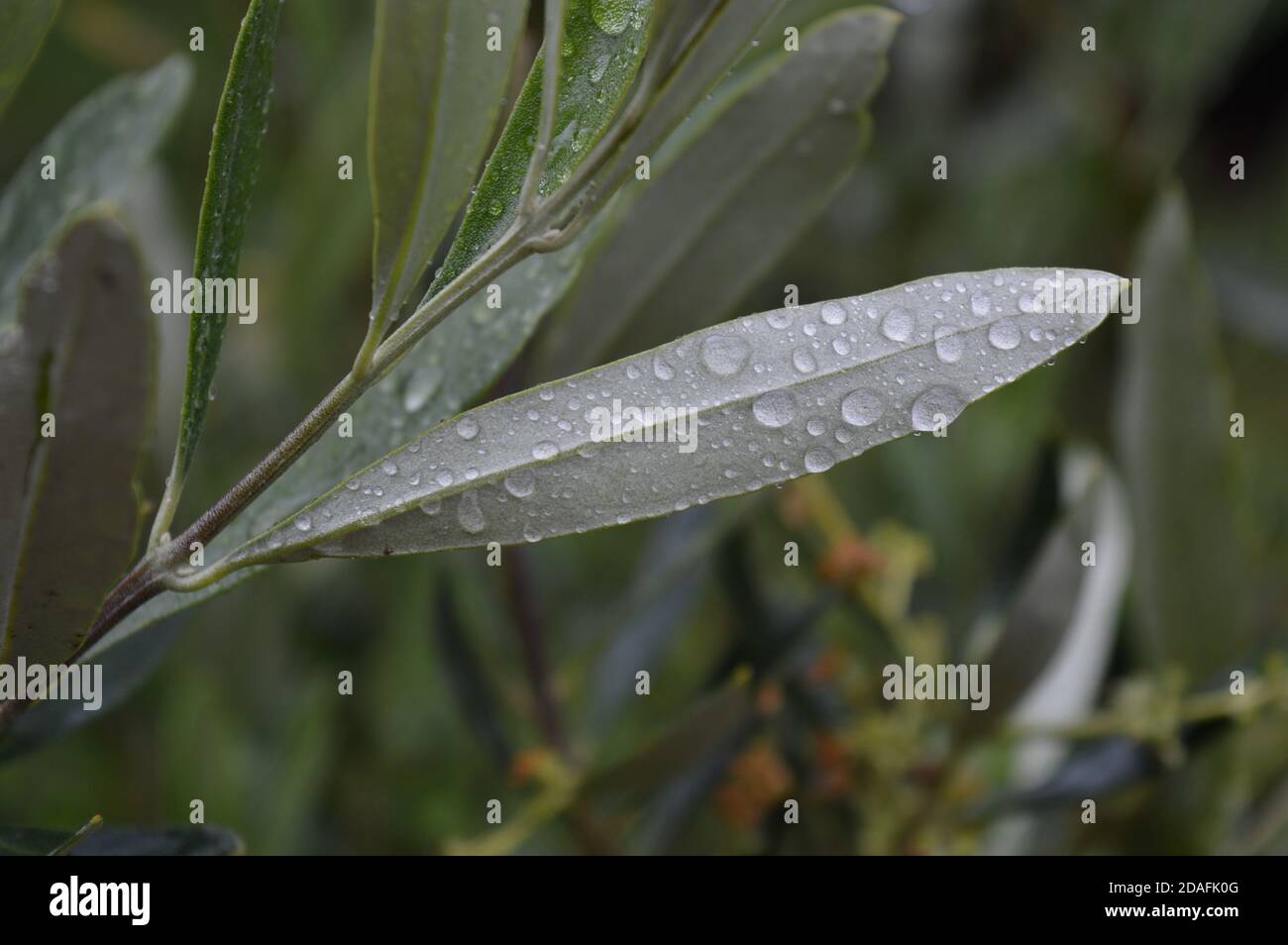 Olive Leaves  in the rain Stock Photo