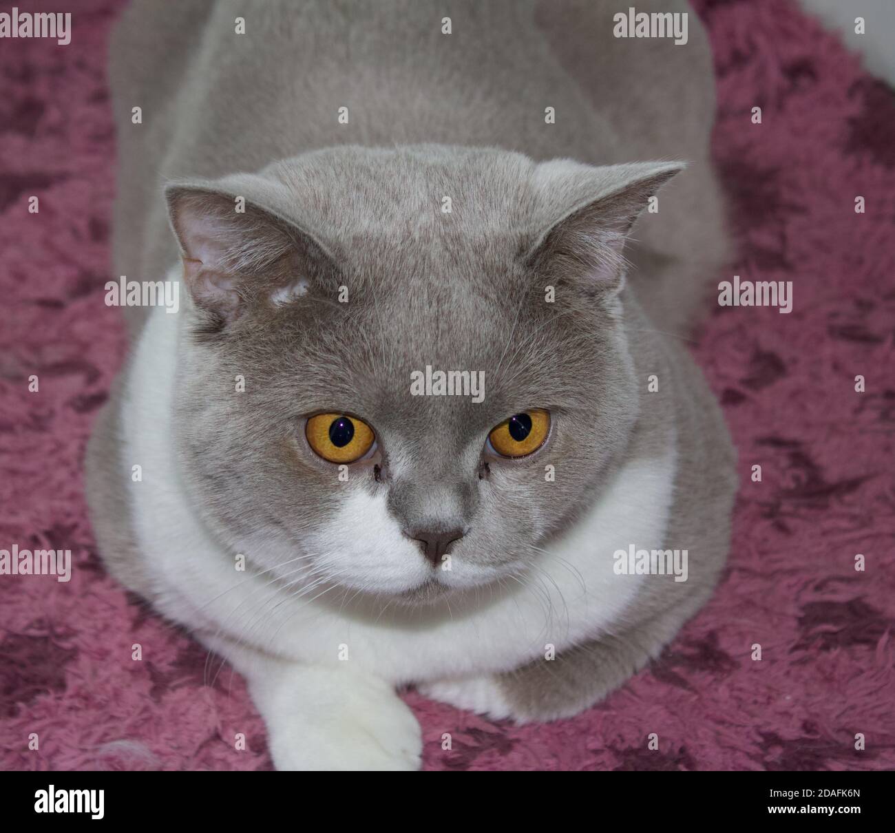 british shorthair cat lies in the hallway on a purple mat, he turns directly from the camera and