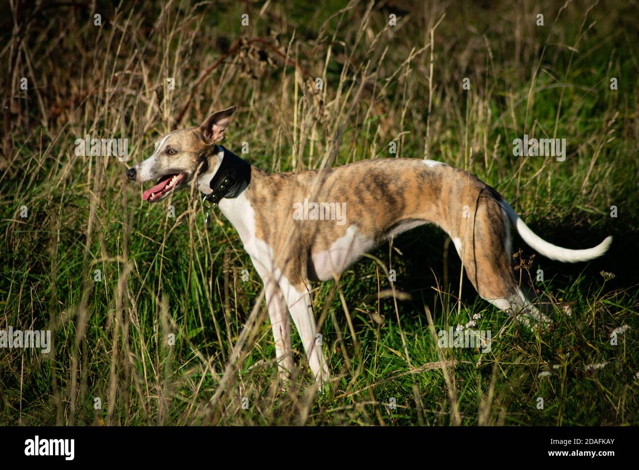 Whippet playing Stock Photo Alamy
