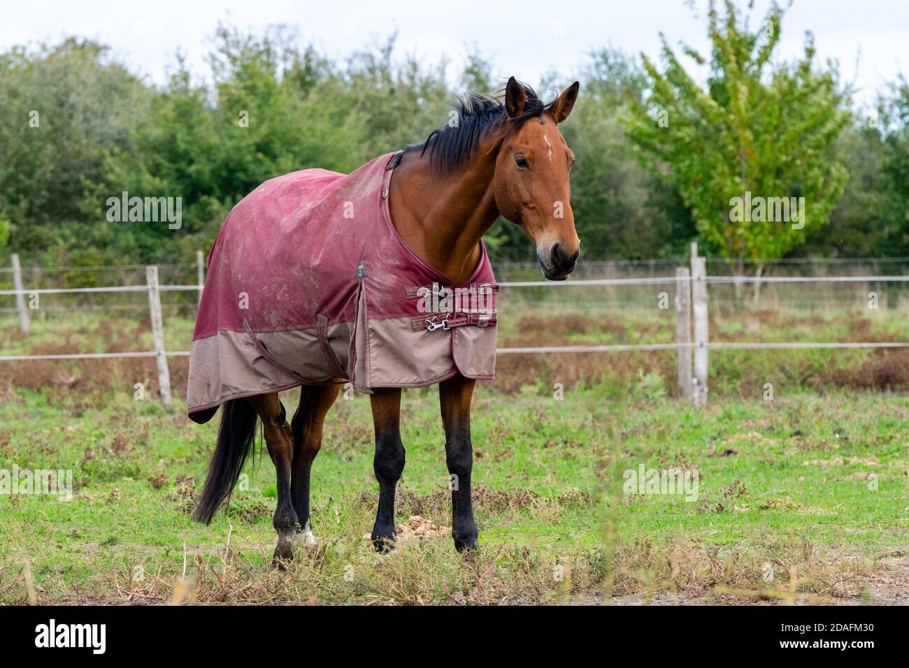 portrait of horse in pasture Stock Photo Biology Diagrams