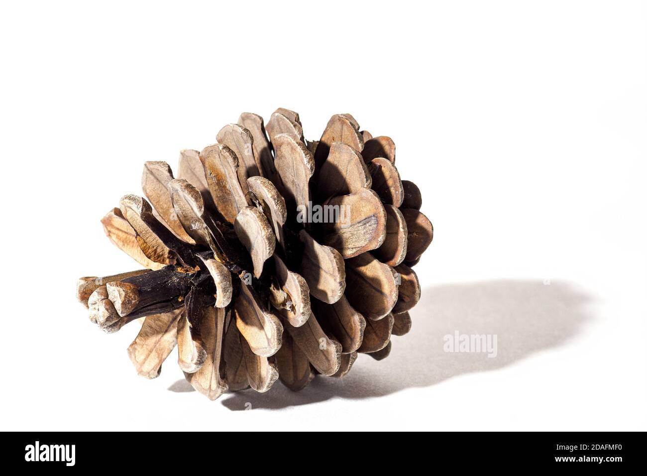 One pine cone on white background, side view, selective focus Stock Photo