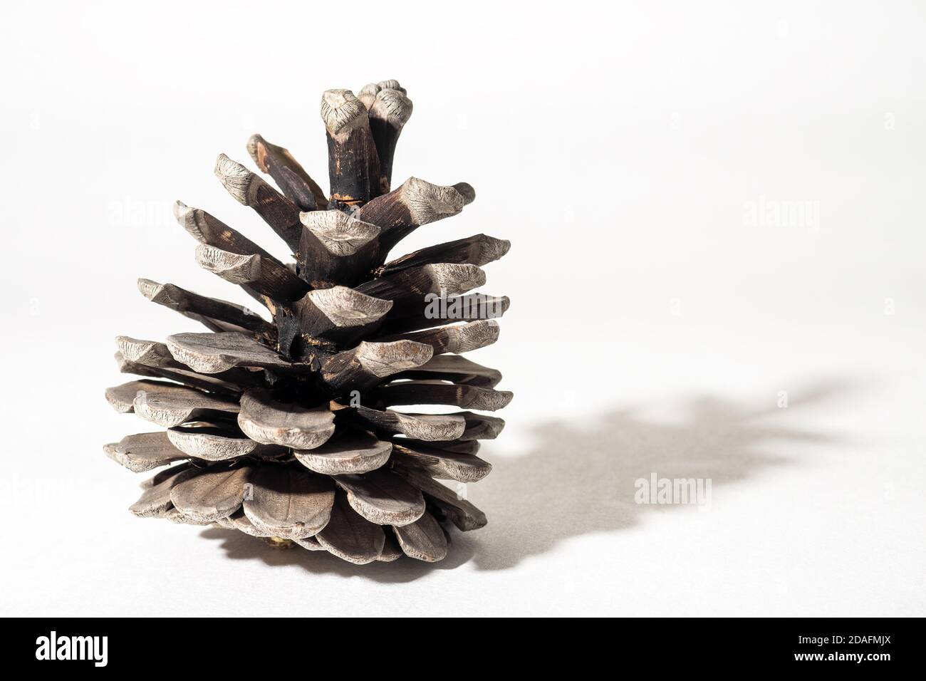 Conifer cone on white background, selective focus Stock Photo