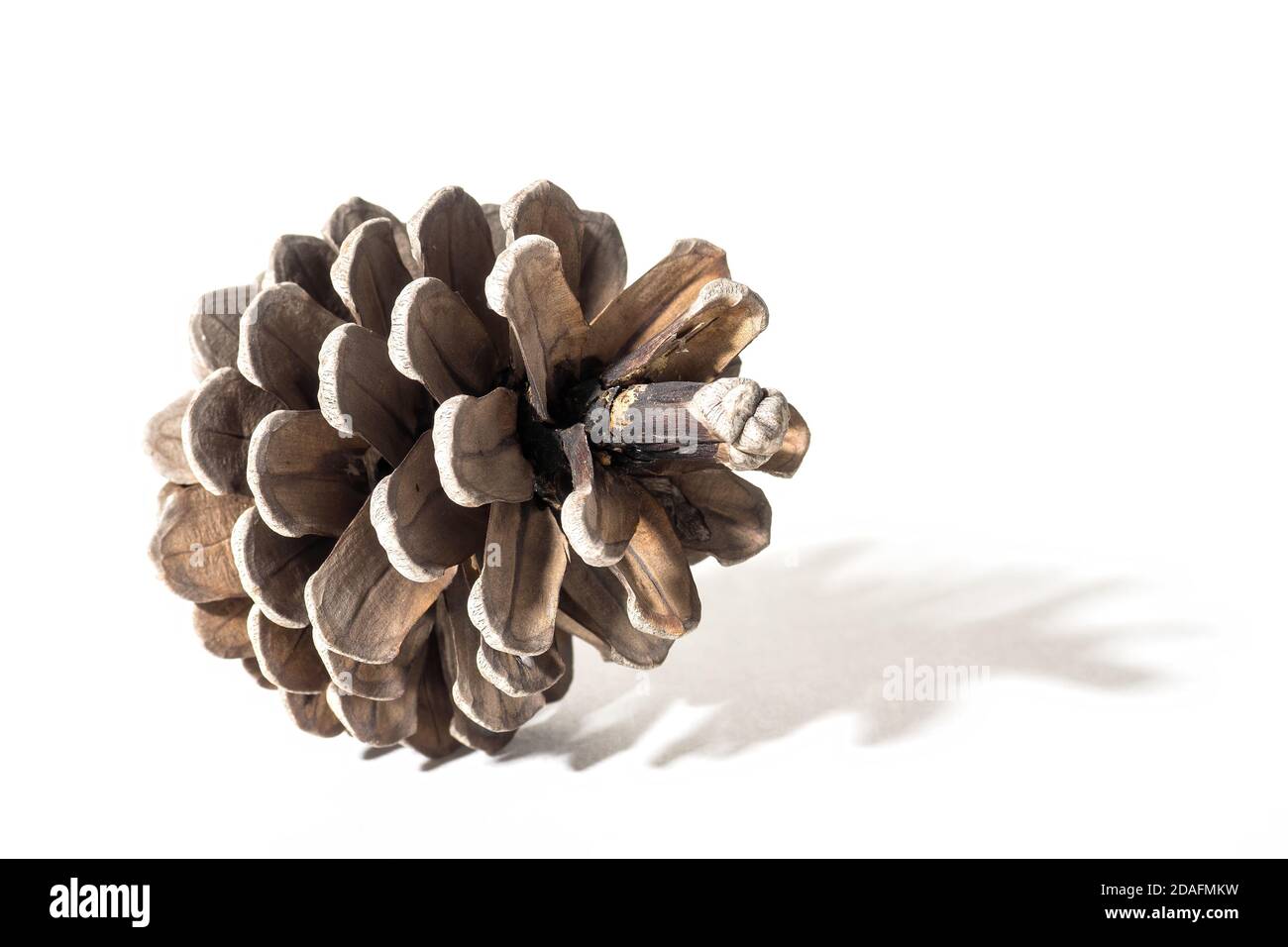 Pine cone on white background, side view, selective focus Stock Photo