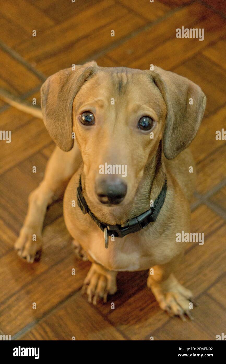 Why Does My Dog Seem Sad