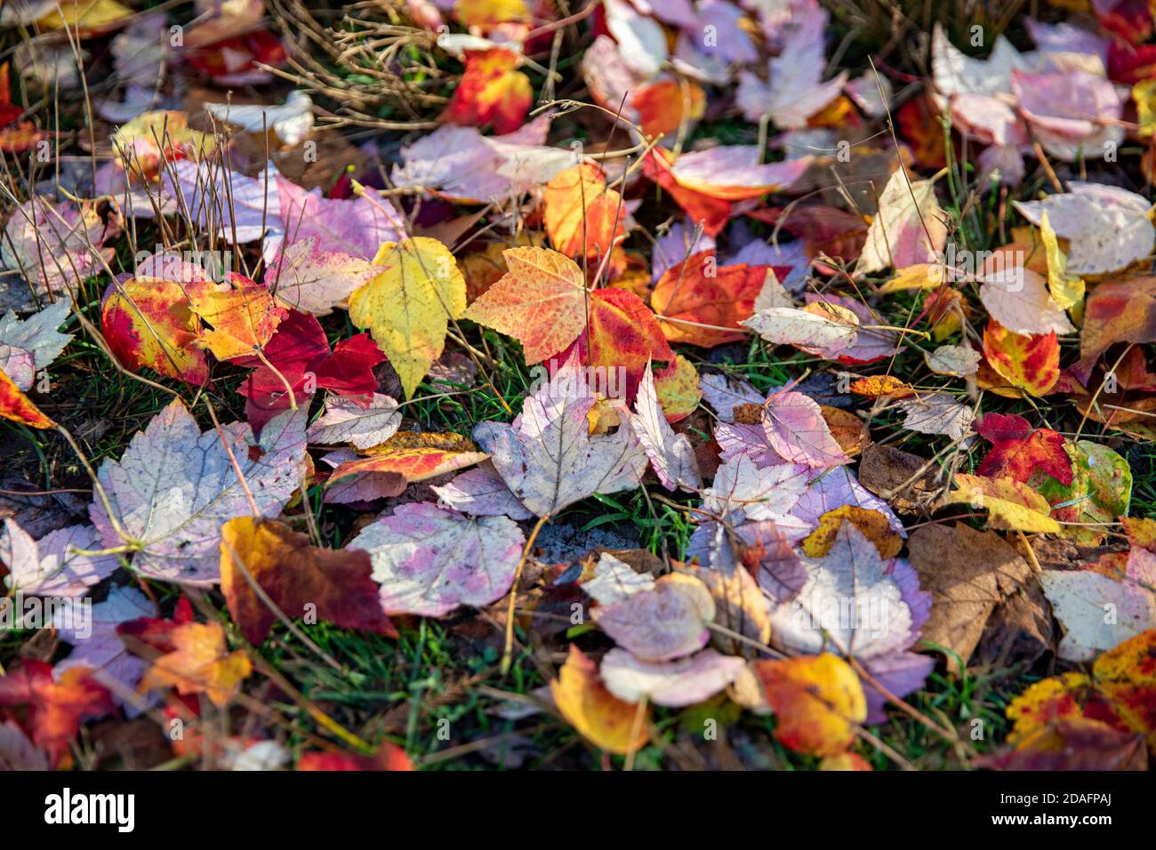 Empty footpath under trees hi-res stock photography and images - Alamy