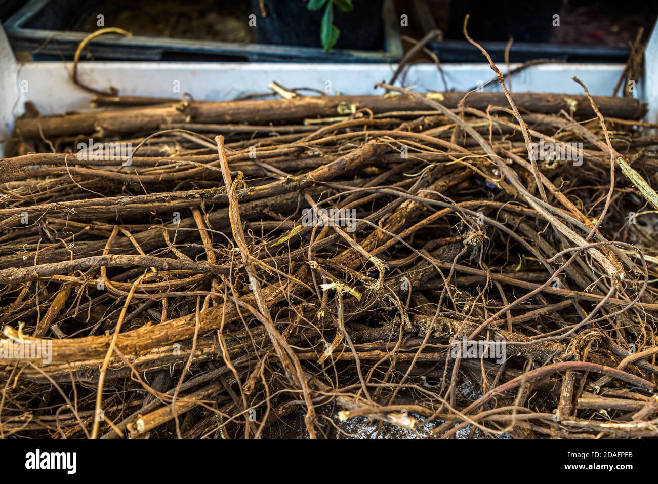 A jumble of liquorice roots. The liquorice is also a shaggy appearance above ground. In the Middle Ages, liquorice was very important for Bamberg and even part of the city's coat of arms. The Market Gardeners’ District of Bamberg is on the UNESCO World Heritage List since 1993 Stock Photo
