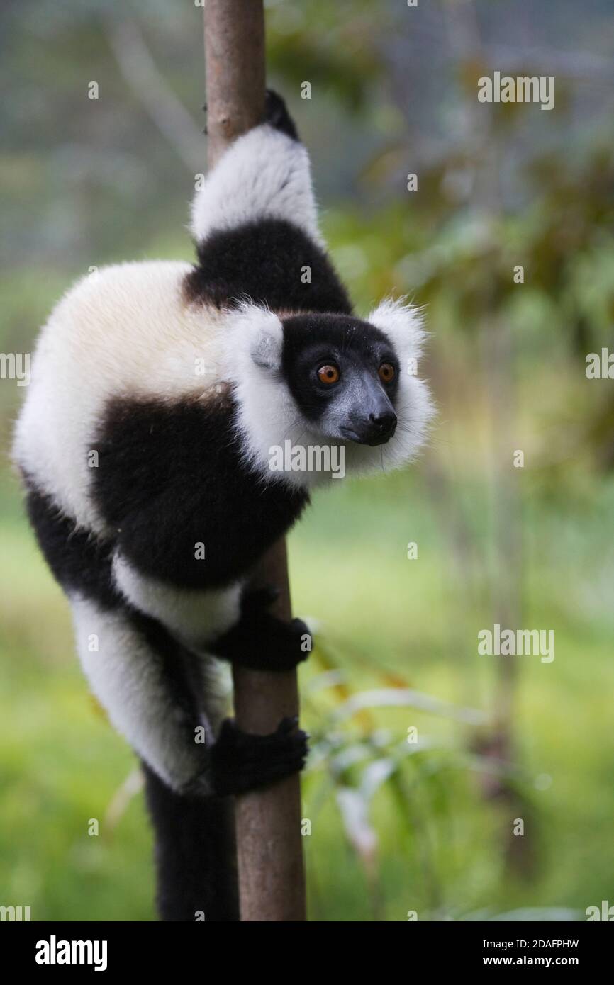 Black-and-white ruffed lemur (Varecia variegata) in the forest, Perinet Reserve, Madagascar Stock Photo