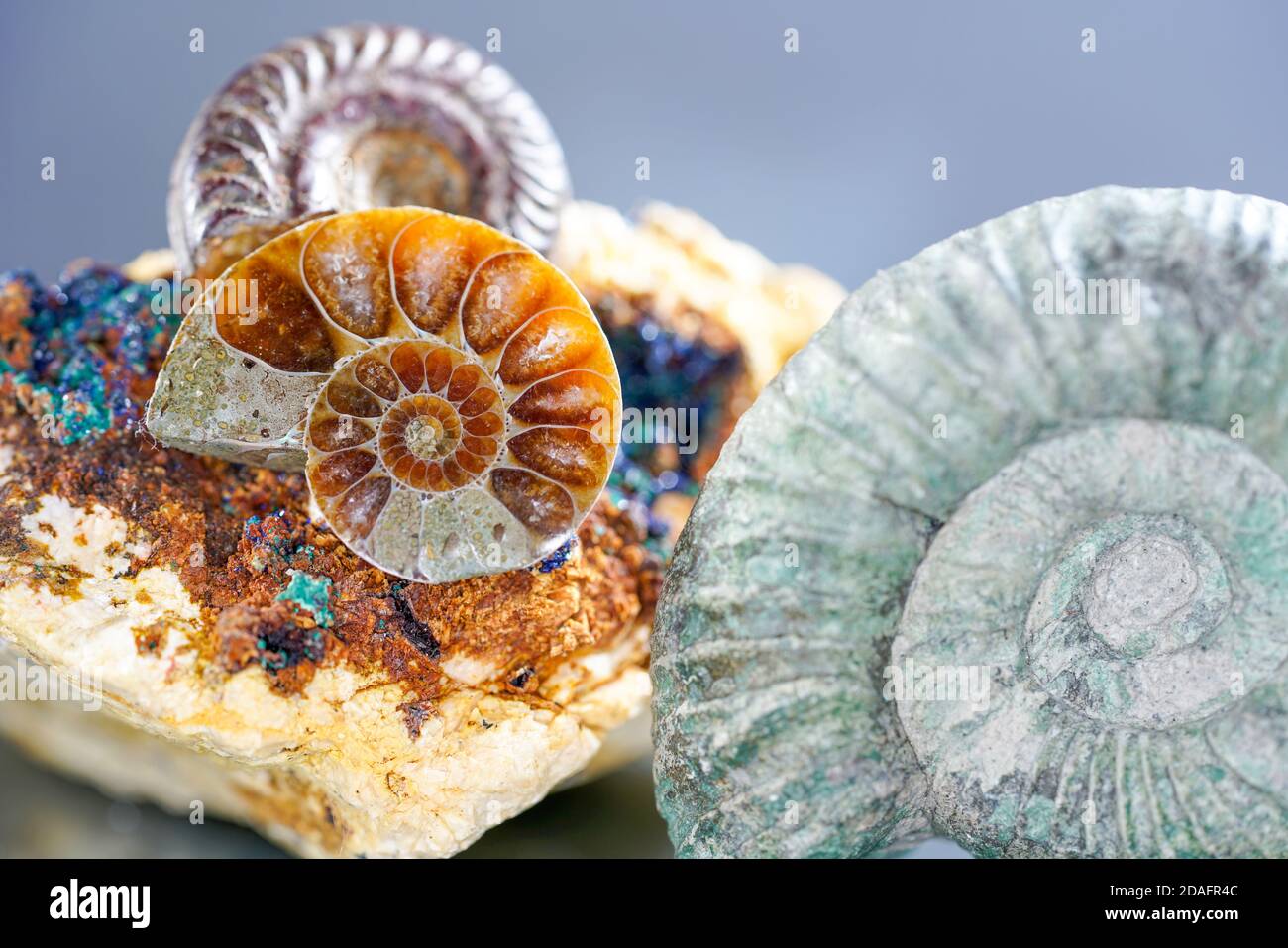 Selective focus shot of Ammonites Stock Photo