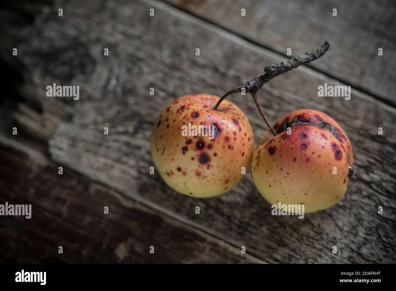 Two apples that were growing in the wild picked from a tree next to a