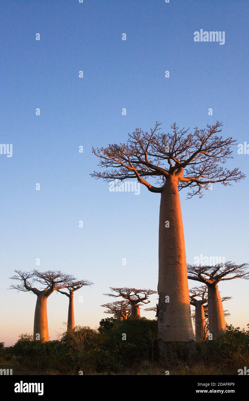 Baobab Tree High Resolution Stock Photography And Images Alamy