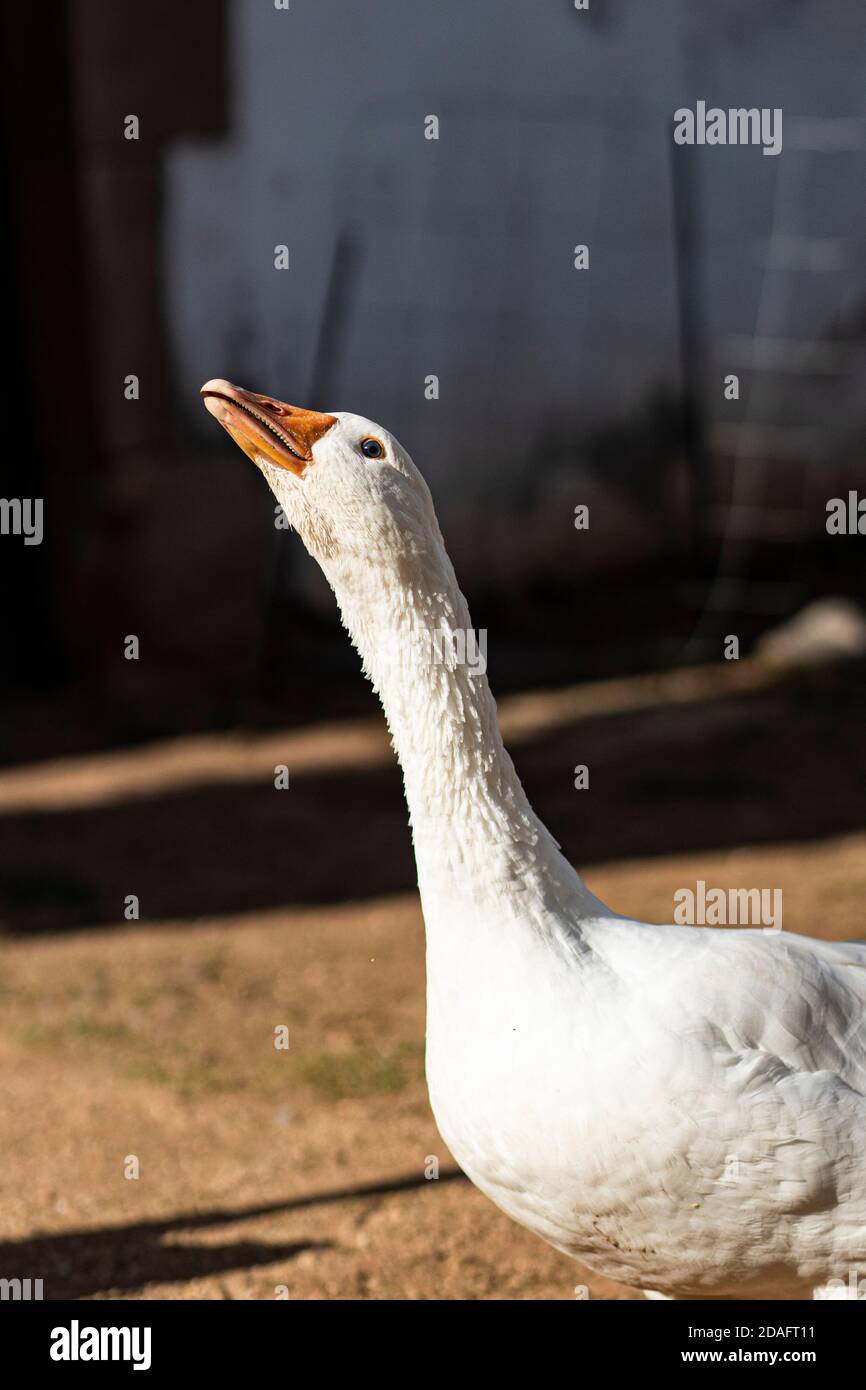 Domestic goose on a farm Stock Photo