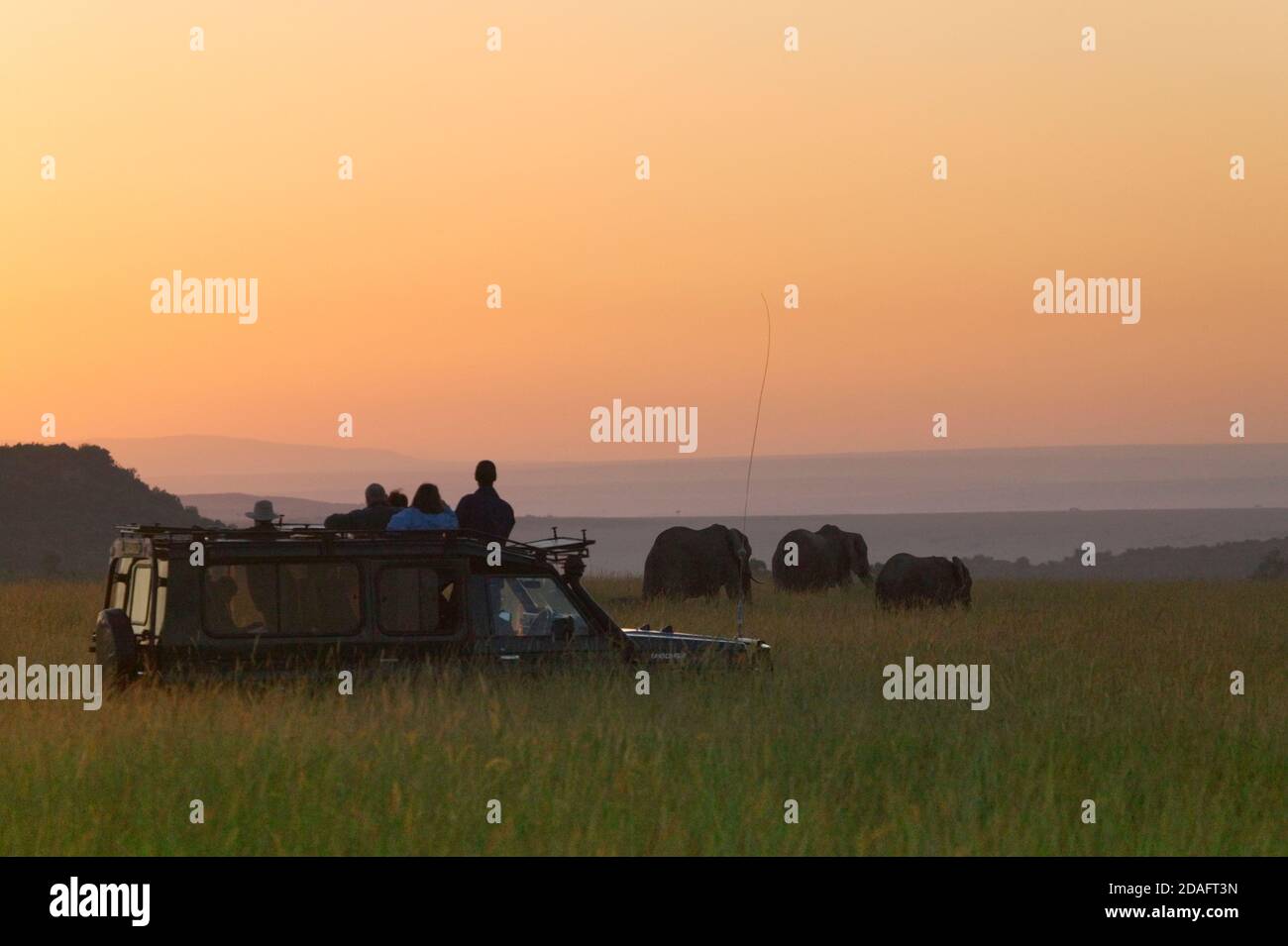 Tourists on jeep watch elephants on the savanna at sunset, Masai Mara, Kenya Stock Photo