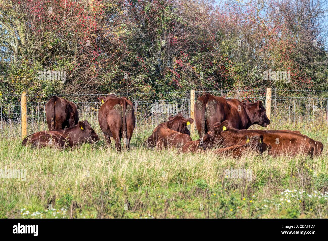 Red Poll cows & heffers introduced to the Ken Hill rewilding project in Norfolk as conservation grazing animals. Stock Photo