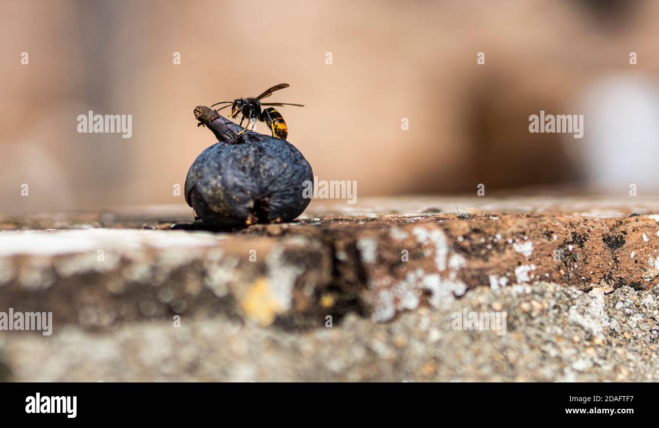 Fig wasp hires stock photography and images Alamy
