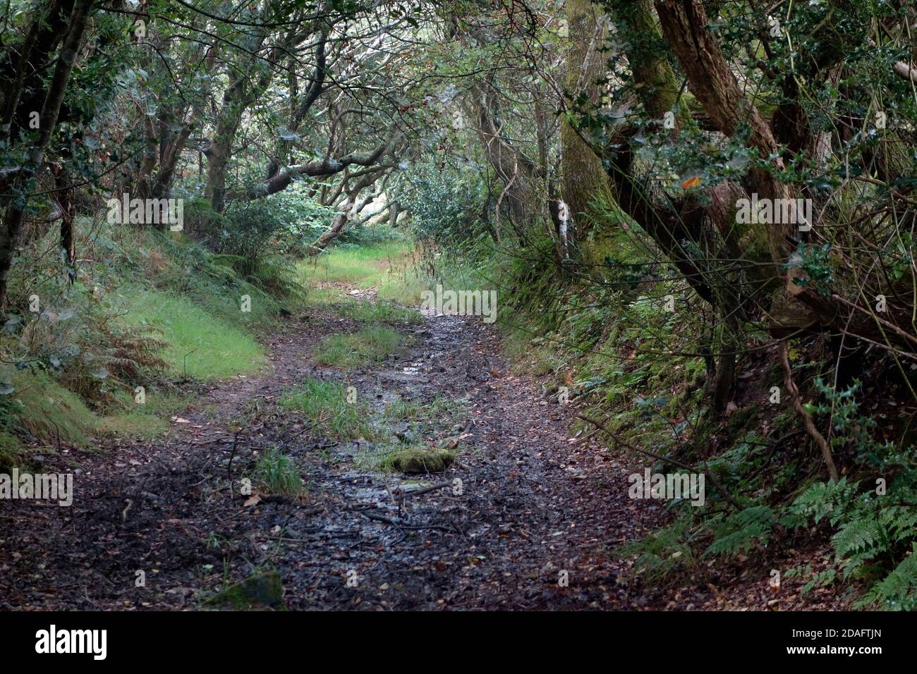Spooky Footpath Through An Avenue of Trees in Woodland, Millook Valley, Cornwall, England, UK in September Stock Photo