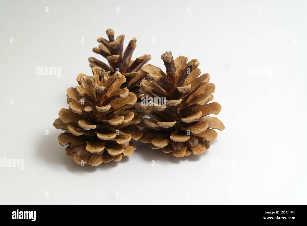 Pine cones isolated on white backround.  three pieces Stock Photo