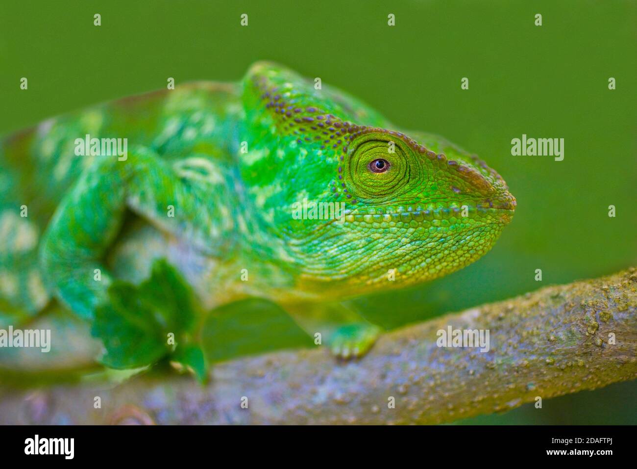 Parson's Chameleon, Madagascar Stock Photo