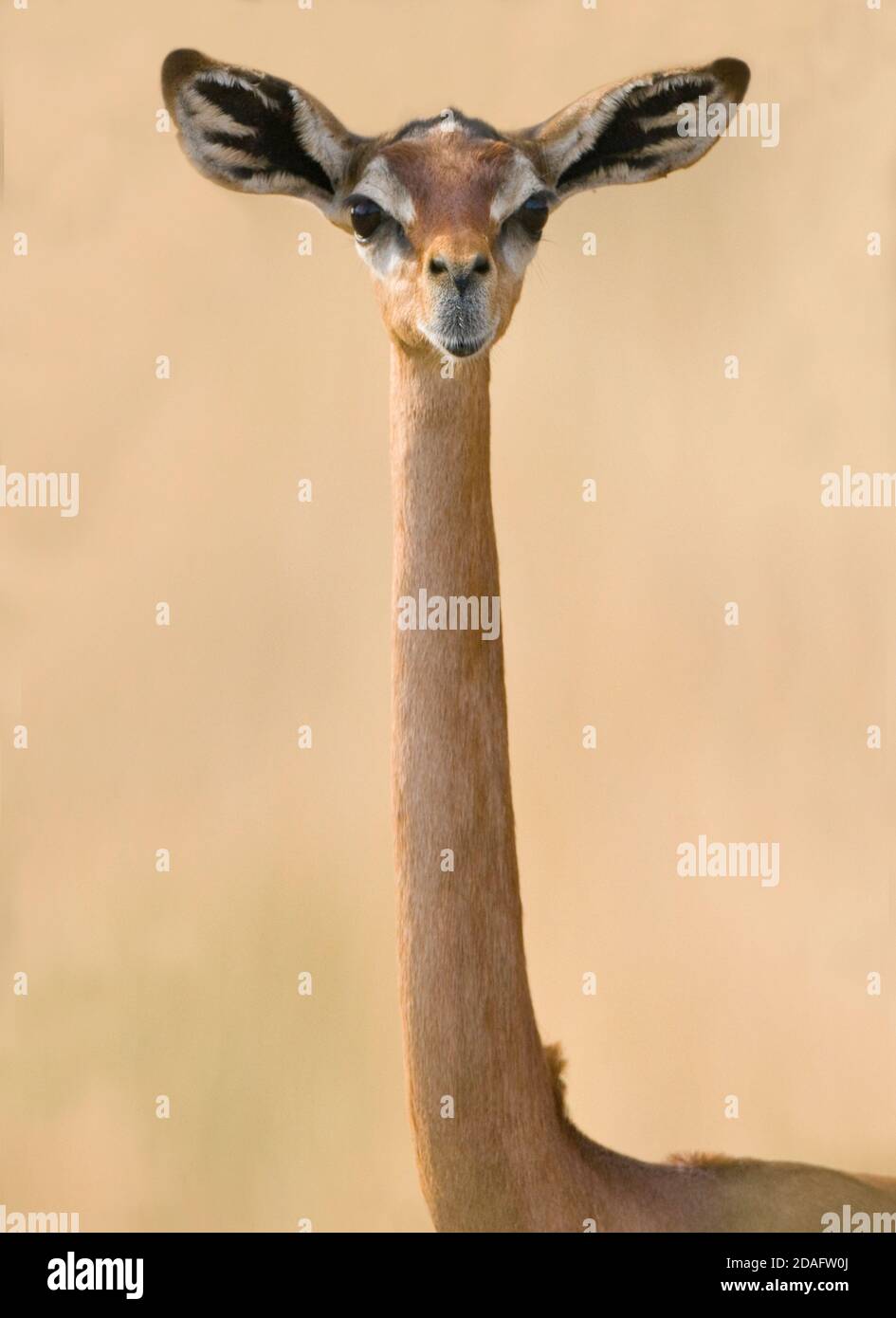 Gerenuk, also known as giraffe gazelle, Samburu, Kenya Stock Photo