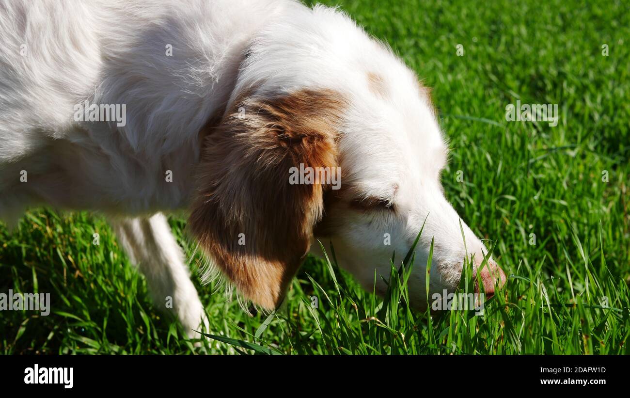 Brittany setter dog mix sniffing in the green grass for interesting smells Stock Photo
