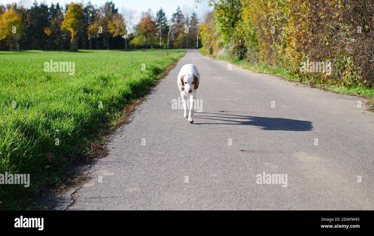 Brittany Setter dog mix unenthusiastically walking along a road in the fields with the sun shining Stock Photo