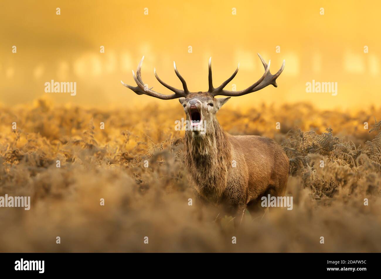 Close up of a Red deer (Cervus elaphus) calling during rutting season at dawn, autumn in UK. Stock Photo
