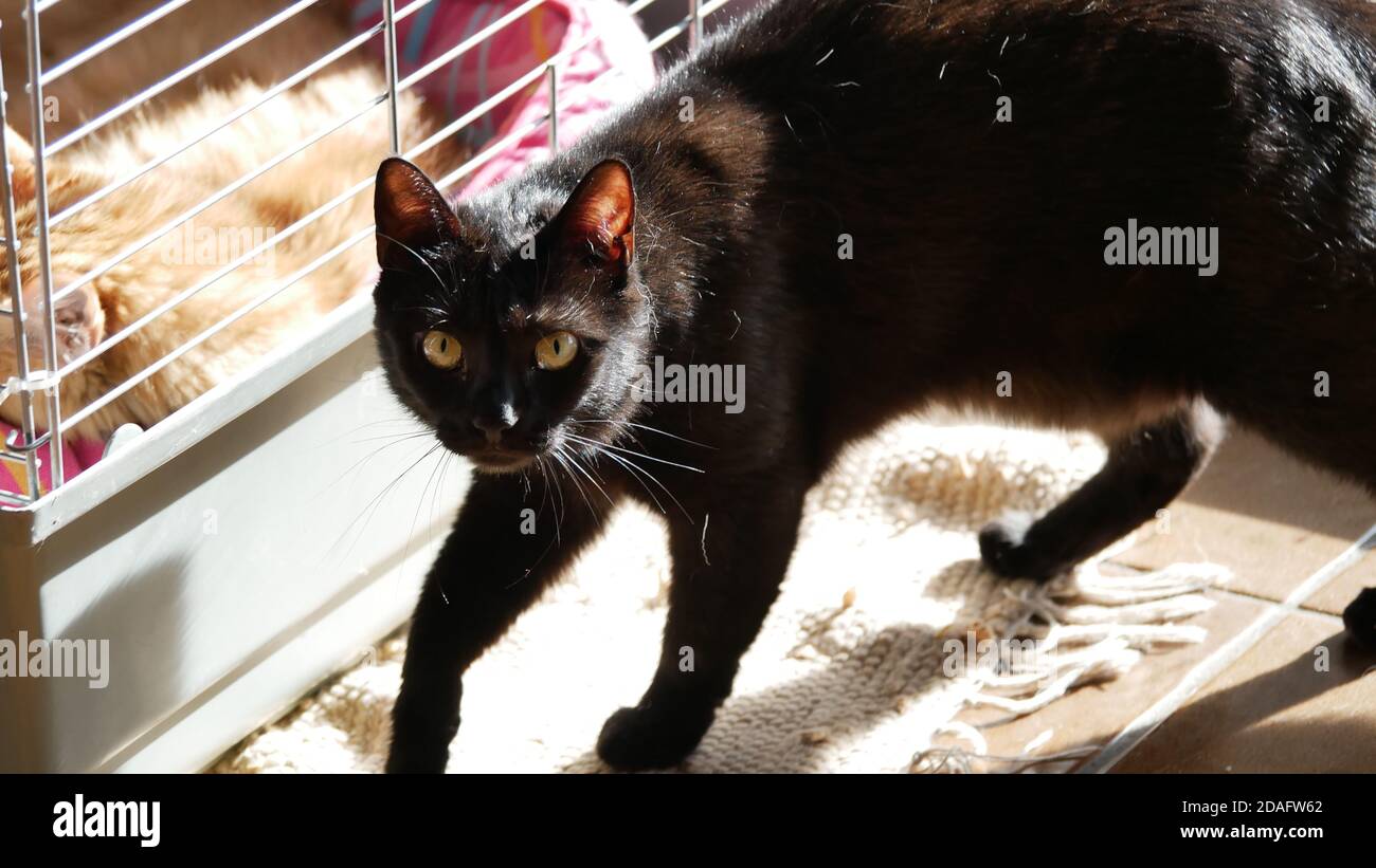 Female black cat walking along a transportation crate for a visit at the vet doc with a red cat inside Stock Photo