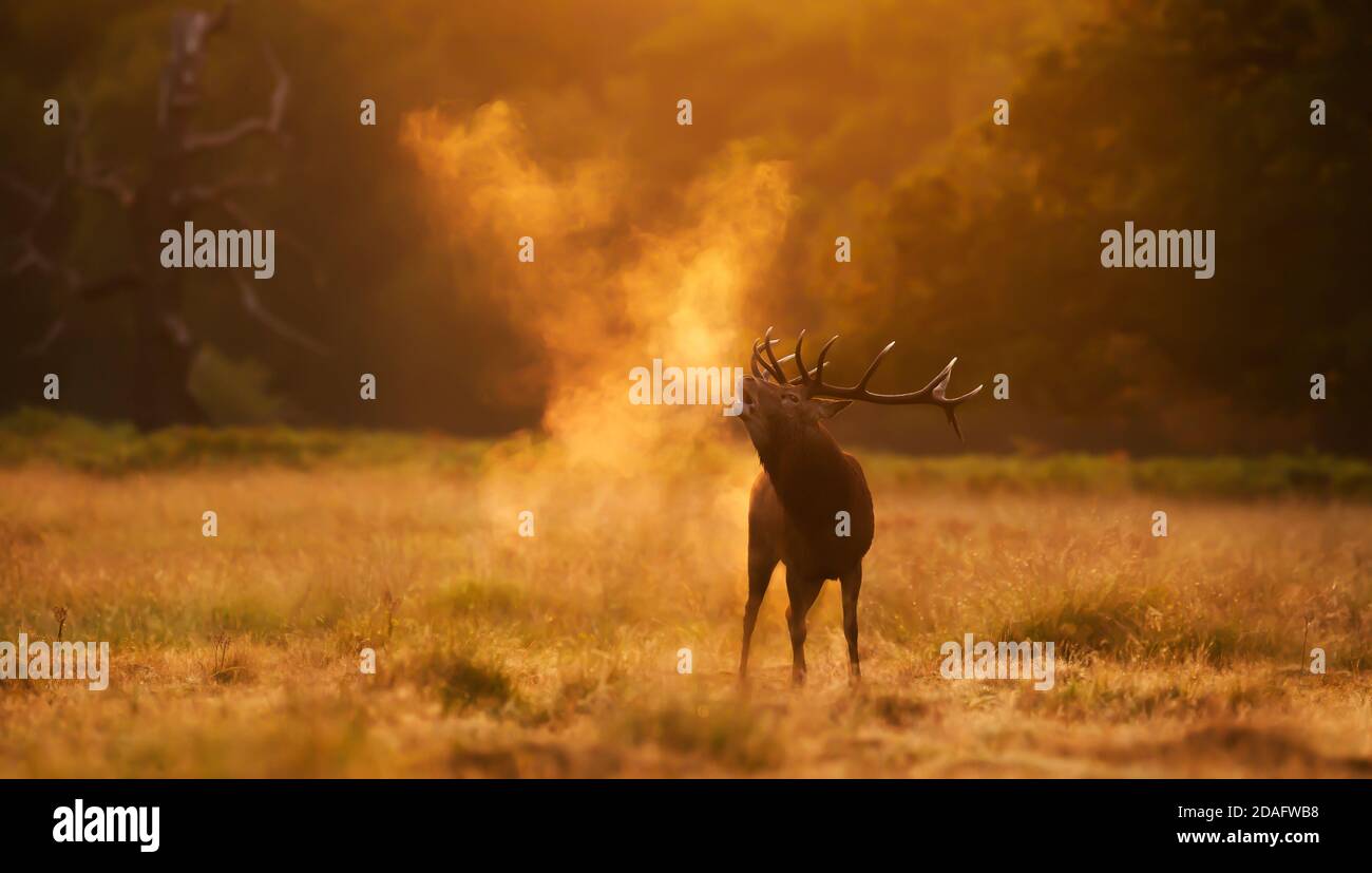 Close up of a Red Deer calling during rutting season at sunrise, UK. Stock Photo
