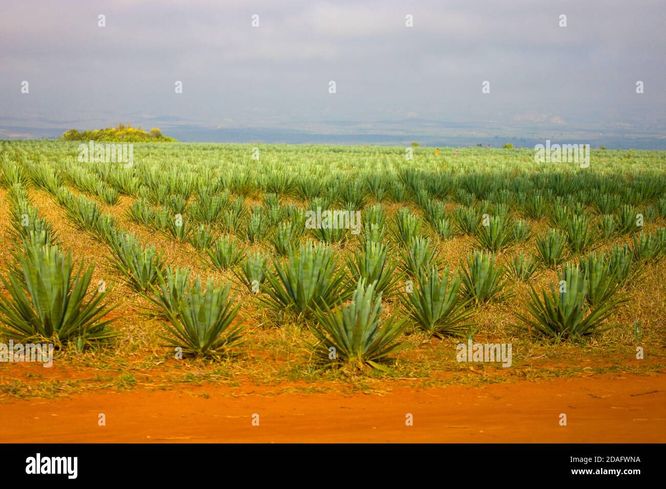 Growing sisal (Agave sisalana) whose fiber can be used to make rope, twine, paper, etc., Fort Dauphin, Madagascar Stock Photo
