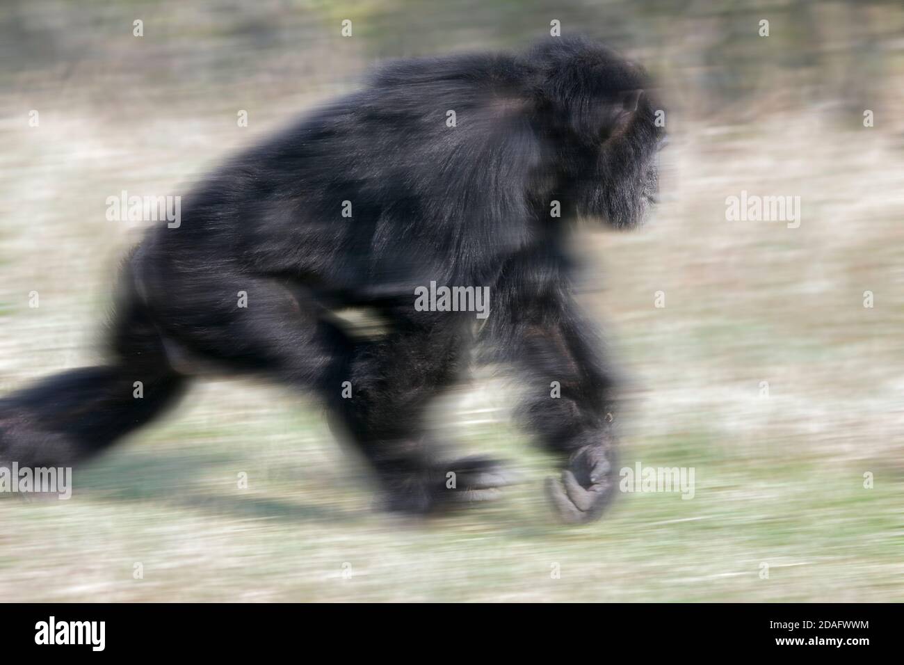 Chimpanzee Running