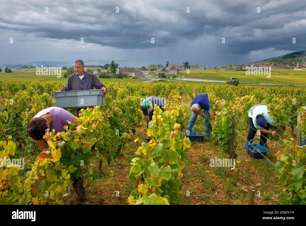 Grape pickers working in Domaine de la Romanee-Conti parcel of Le Montrachet vineyard with weather front Chassagne -Montrachet behind, Burgundy France Stock Photo