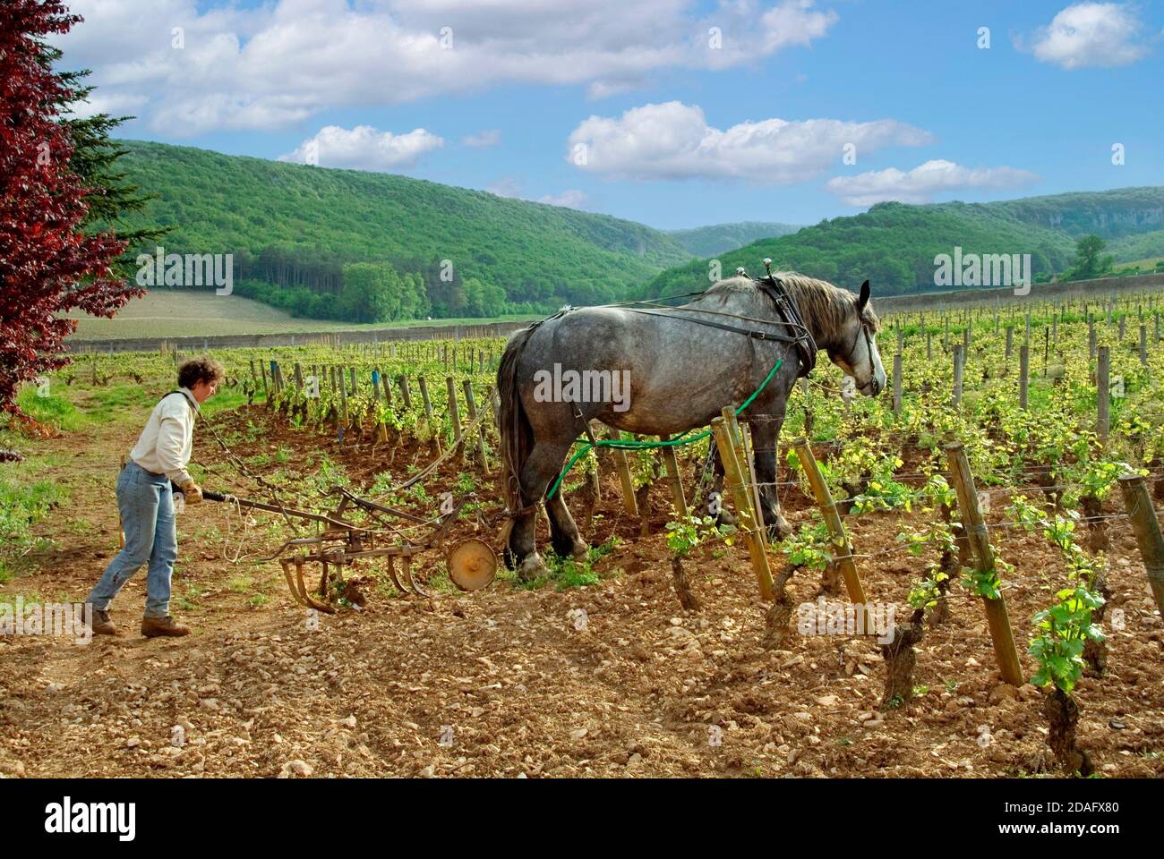 Vineyard horse ploughing traditional Biodynamic organic Clos StJaques