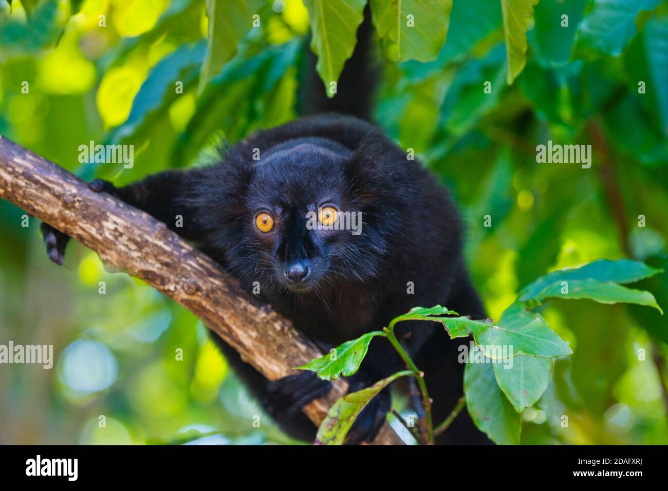 Macaco Aranha / Spider Monkey, Macaco aranha de testa branc…